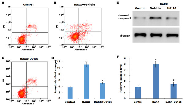 DAXX mediated high Pi-induced HUVECs apoptosis through activating ERK signaling.