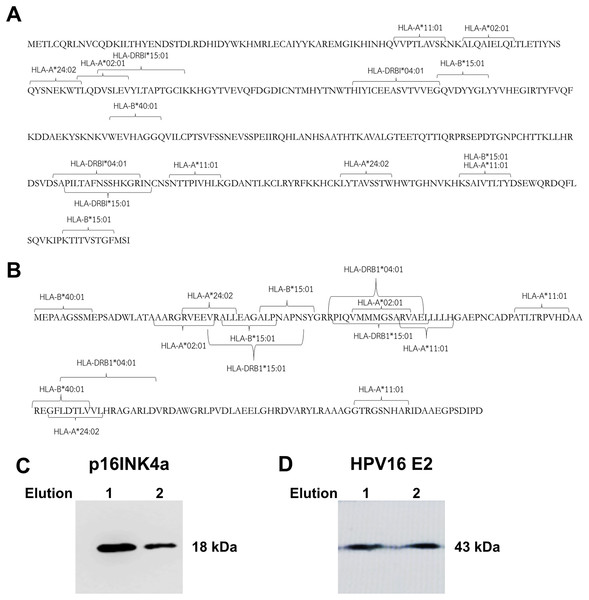 Mapping of immunogenic epitopes and protein sizes of p16INK4a and HPV16 E2.