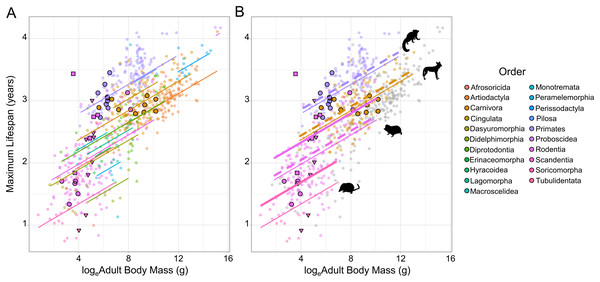 The relationship between loge adult body mass and loge maximum lifespan for 719 terrestrial mammals.