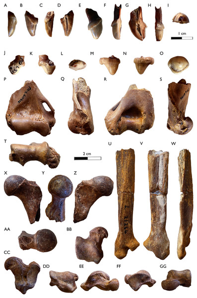 New dental and postcranial remains of Sivaonyx hendeyi from Langebaanweg (South Africa).
