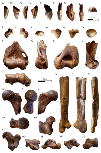 New insights into the giant mustelids (Mammalia, Carnivora, Mustelidae ...