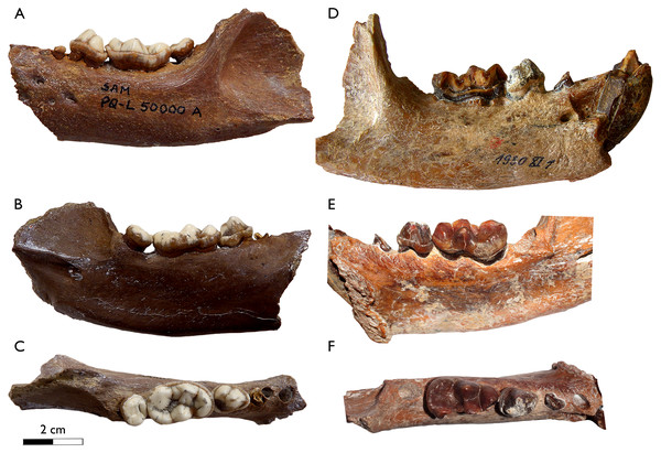 Comparison of the lower dentition of the Mio/Pliocene South African Sivaonyx spp.