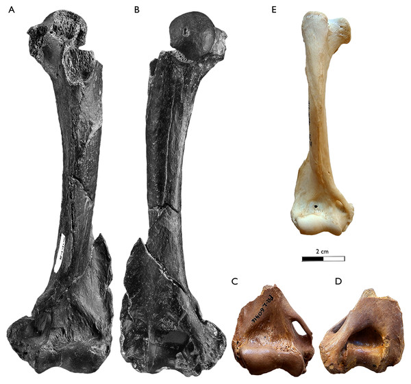 Comparison of the humerus of Sivaonyx beyi (Chad), Sivaonyx hendeyi (South Africa), and the extant African otter Aonyx capensis.