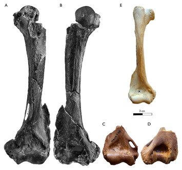 New insights into the giant mustelids (Mammalia, Carnivora, Mustelidae ...