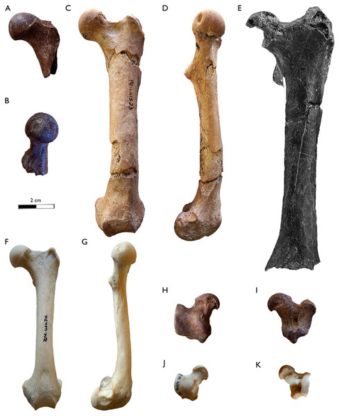 Comparison of the femur and astragalus of Sivaonyx hendeyi from Langebaanweg (South Africa), Sivaonyx beyi from TM 171, Toros-Menalla (Chad), and the extant African otter Aonyx capensis.