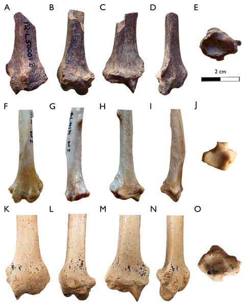 Comparison of the left distal epiphysis of the radius of the specimen SAM-PQL-50001B from Langebaanweg with other carnivorans.