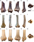 New Insights Into The Giant Mustelids (mammalia, Carnivora, Mustelidae 