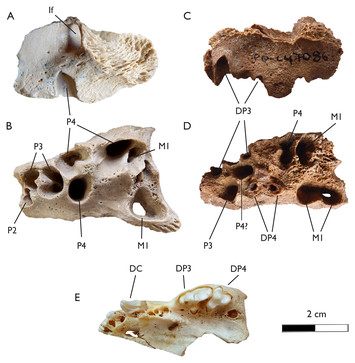 New insights into the giant mustelids (Mammalia, Carnivora, Mustelidae ...