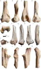 New insights into the giant mustelids (Mammalia, Carnivora, Mustelidae ...