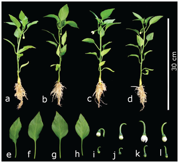 Development of pepper plants (Capsicum anunum L.) grown in nutrient solutions containing different concentrations of Si under unstressed conditions 28 dat.