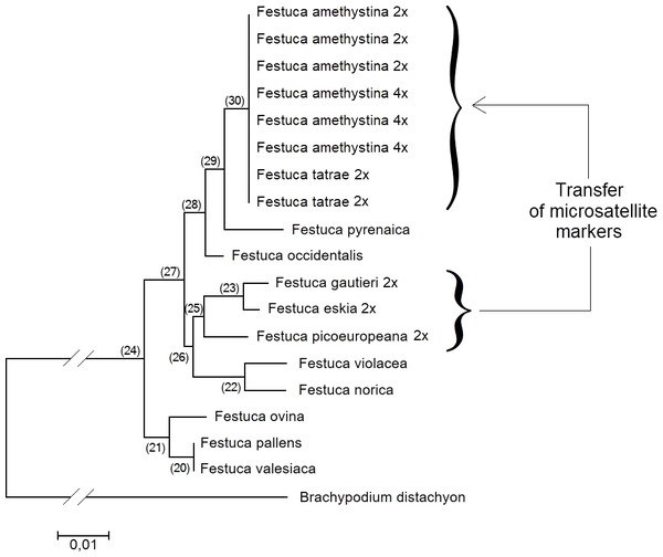 Neighbour-Joining phylogenetic tree based on the analysis of ITS markers of F. amethystina—F. tatrae complex and related taxa.