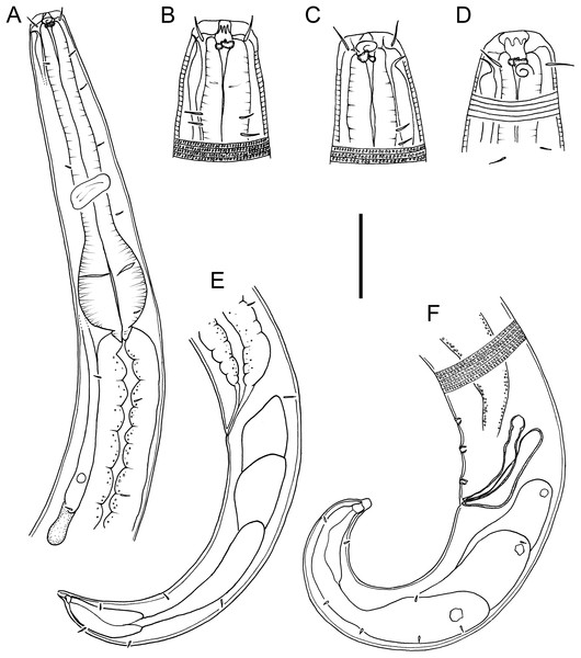 Drawings of body regions Chromadorina tangaroa sp. nov.