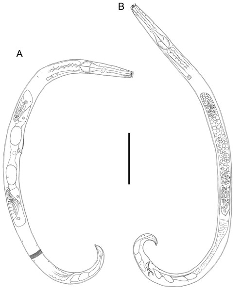 Drawings of entire male and female Chromadorina tangaroa sp. nov.
