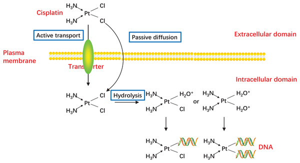 Activation of CDDP.