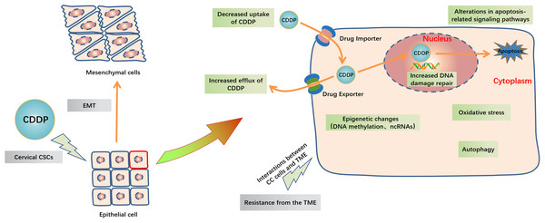 Schematic representation of intracellular and extracellular mechanisms of the development of CDDP resistance in CC.