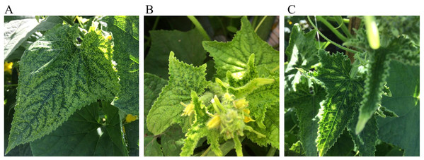 Representative symptoms observed in the cucumber field in Colima, Mexico.