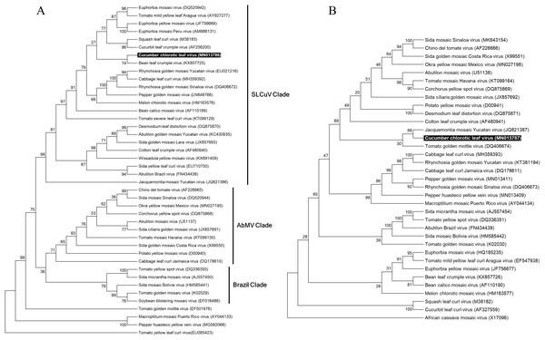 Phylogenetic relationships of Cucumber chlorotic leaf curl virus.