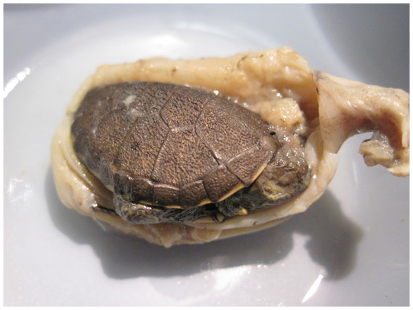Hatchling western pond turtle found in the stomach of a bullfrog in the San Luis Rey River, San Diego Co. USA.