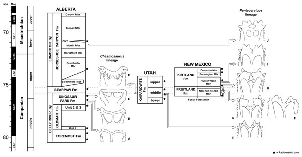 Stratigraphic positions of chasmosaurine taxa.