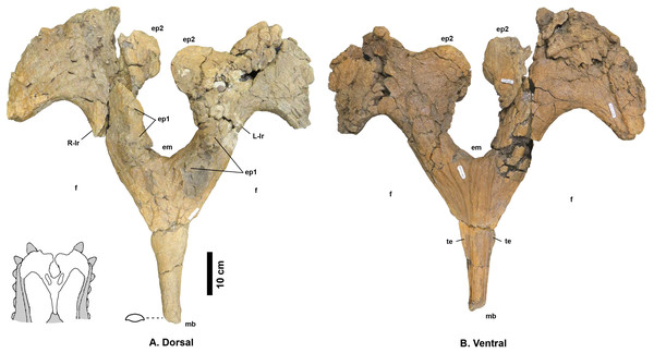 Navajoceratops sullivani holotype SMP VP-1500 parietal.