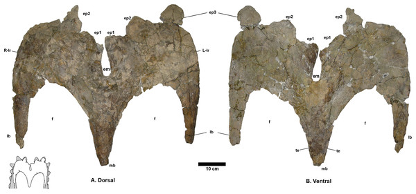 Terminocavus sealeyi holotype NMMNH P-27468 parietal.