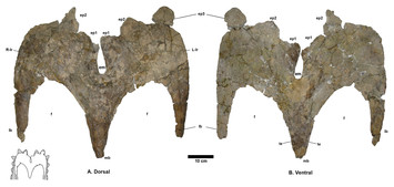 Transitional evolutionary forms in chasmosaurine ceratopsid dinosaurs ...