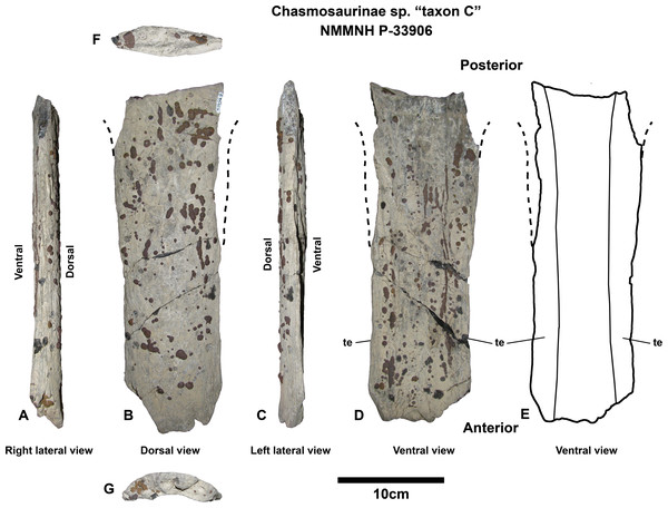 Chasmosaurinae sp. “Taxon C” NMMNH P-33906 parietal median bar.