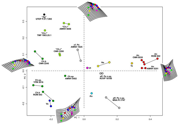 Morphometric analysis of chasmosaurine posterior parietals.