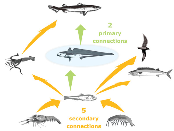 Illustration of primary and secondary tertiary trophic level connections, where the species group in the centre (shaded blue) has two primary connections, and five secondary connections.
