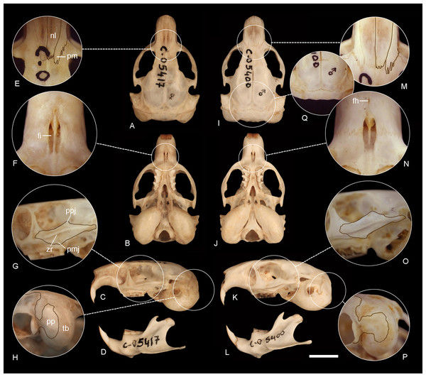 Comparison of the holotypes of C tenomys contrerasi n. sp. and Ctenomys thalesi n. sp.