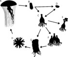 Here are the polyps: in situ observations of jellyfish polyps and ...