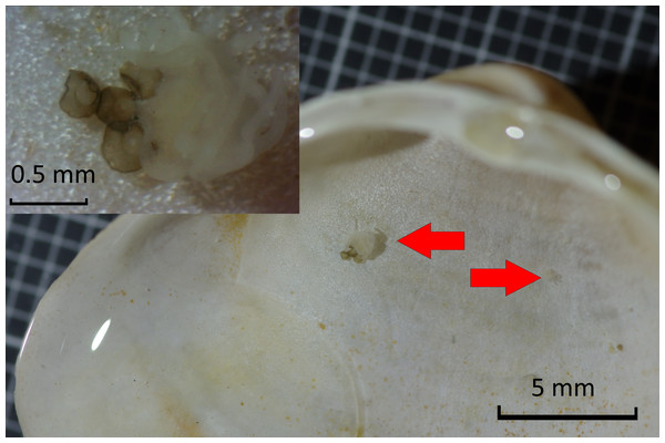 Detail of Mactra stultorum shell with attached Chrysaora hysoscella polyps and podocysts.