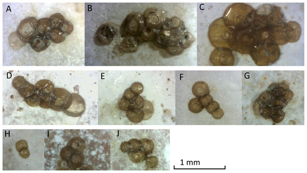 Photographs of podocyst clusters sampled for genetic analysis.