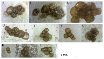 Here are the polyps: in situ observations of jellyfish polyps and ...