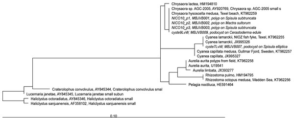 RAxML tree of jellyfish reference sequences obtained from GenBank (length 1573-1585 nt), with newly obtained 18S rRNA V4–V5 sequences of polyps and podocysts (450 nt) added via ARB Parsimony.