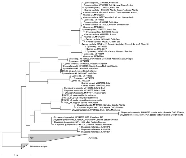 RAxML tree of jellyfish reference sequences obtained from GenBank (length 470–658 bp), with newly obtained COI sequences (518–610 nt) of polyps and podocysts added via ARB Parsimony.