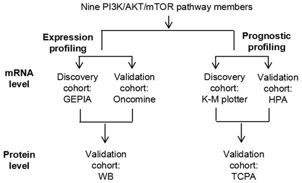 A schematic diagram to investigate the expression and prognostic profiling of PI3K/AKT/mTOR signaling pathway members in ccRCC.