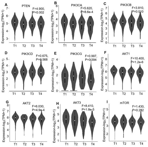 GEPIA mRNA expression profiles of PI3K/AKT/mTOR pathway members in 523 ccRCC tissues, which investigated the association of their mRNA expression with pathological stages of ccRCC patients.