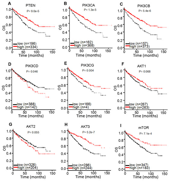 K-M plotter mRNA analysis displaying the overall survival curves of PI3K/AKT/mTOR signaling pathway members.