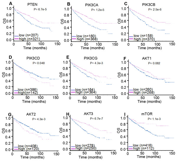 HPA mRNA expression analysis displaying the overall survival curves of PI3K/AKT/mTOR signaling pathway members.