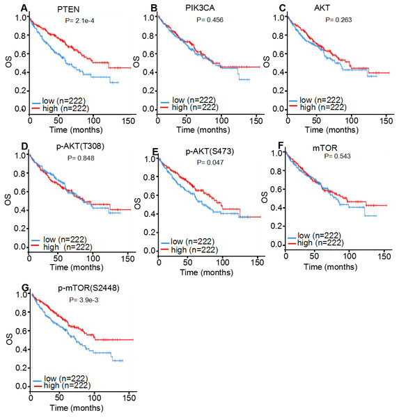 TCPA protein expression analysis displaying the overall survival curves of PI3K/AKT/mTOR signaling pathway members.