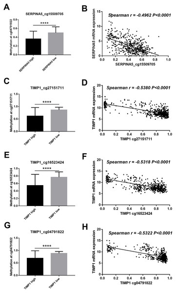 DNA methylation of SERPINA5 and TIMP1 is related to gene expression.
