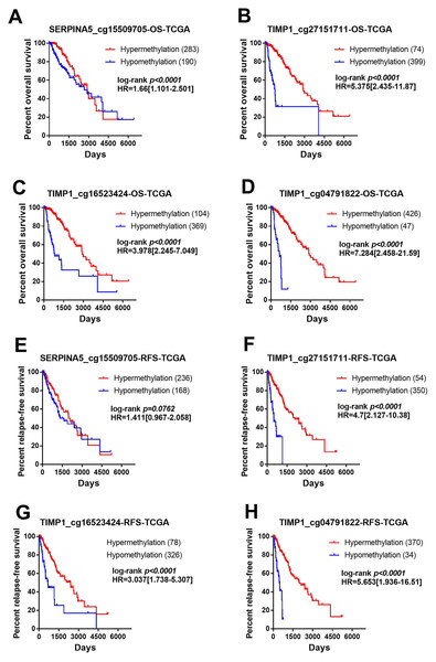 Methylation of SERPINA5 and TIMP1 CpG sites is associated with the survival of LGGs patients.