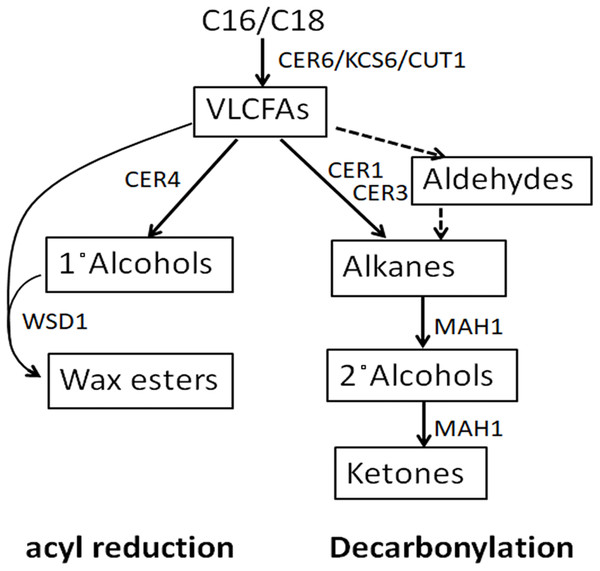 Cuticular wax biosynthetic pathways.