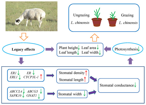 Schematic diagram illustrates the regulation pathway of historical overgrazing-induced dwarf phenotype in Leymus chinensis.