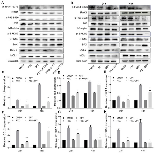 The combination treatment activates apoptosis pathway and inhibits IRAK1/NF-κB, ERK pathways in MB231-PR cells.