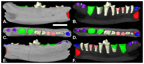 Lateral (A & B), occlusal (C & D) and medial (E & F) views of volumetric reconstruction of NCSM 33670.