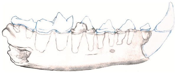 Reconstruction of NCSM 33670 showing mandible with c1-m2.