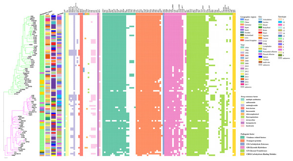 Virulence and resistance profiles across the phylogeny of the 94 G. parasuis isolates.