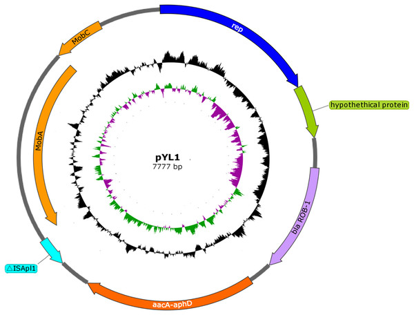 Schematic map of plasmid pYL1.